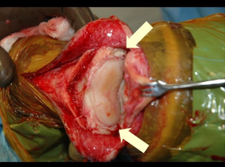 Fig.1: Articular cartilage of a horse hoof. The white arrows show the articular cartilage.