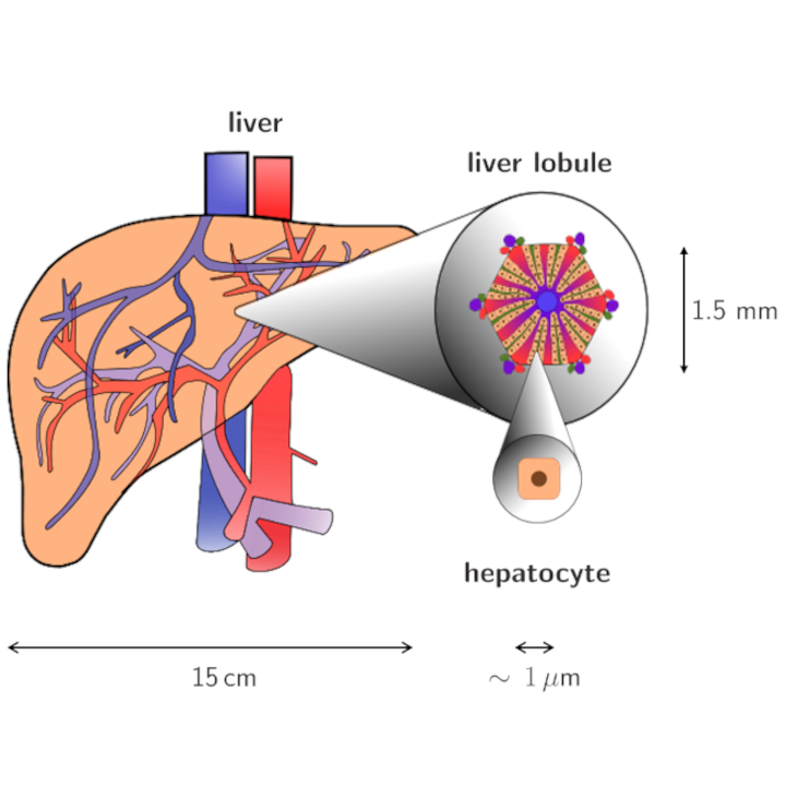 Anatomical details in different scales of the liver model